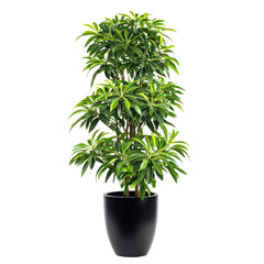 Fototapeta premium Tall green indoor plant in a glossy black pot. Isolated on a clean white background with centered composition. Calm growth and fresh vitality. Ideal for wellness branding, home decor ads
