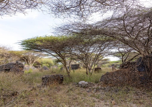 Takwa ruins wall in the middle of acacias, Lamu, Manda island, Kenya