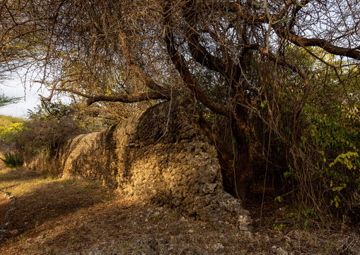Takwa ruins wall in the middle of acacias, Lamu, Manda island, Kenya