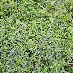 green grass background