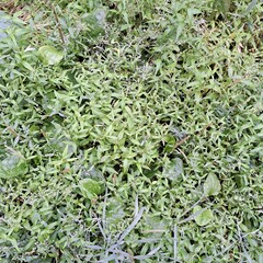 green leaves background