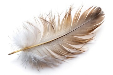 Obraz premium feather on white background