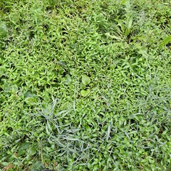 green grass background