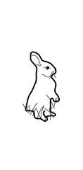 illustration of a rabbit 