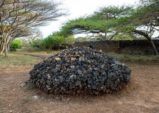 Takwa ruins wall in the middle of acacias, Lamu, Manda island, Kenya