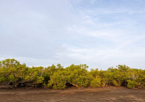 Mangrove landscape, Lamu County, Manda island, Kenya