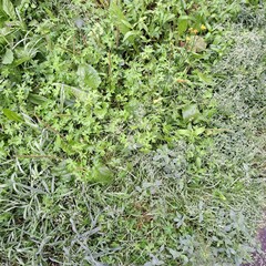 green grass background