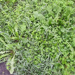 close up of fresh herbs