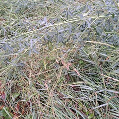 frost on the grass