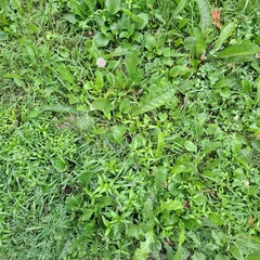 green grass background