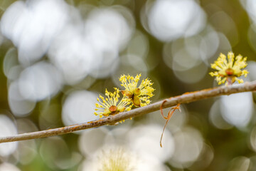 サンシュユの黄色い花のマクロ写真とやわらかな玉ボケ背景