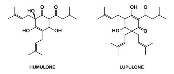Chemical structure of lupulone and humulone.