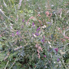 wild flowers in the forest