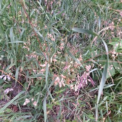 green grass in the garden