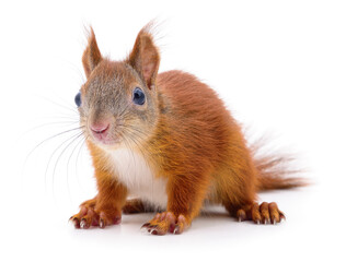 Eurasian red squirrel.