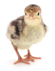 Chicken turkey isolated.