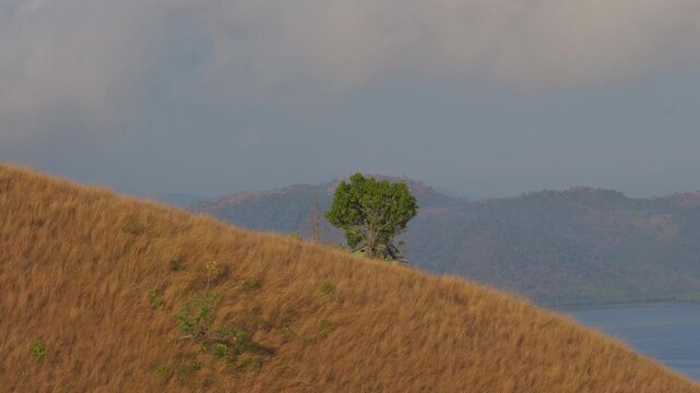 Drone slides past a sun-baked grassy ridge on Mount Tapyas, isolating a lone emerald tree against hazy blue mountains and distant sea near Coron Island, Palawan