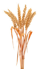 Ears of wheat.