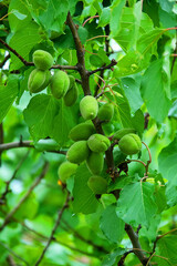 Ripening cherry plum on the branches