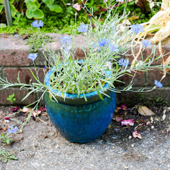 blue cornflowers growing in a blue ceramic pot near a wall