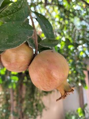 pomegranate fruit on tree