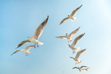 flock of birds flying in sky. visible seagull silhouettes.