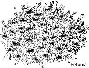 Linear vector illustration of a bouquet of petunia flowers. Handmade black and white illustration