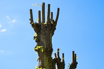 Pruned tree branches resembling hand against blue sky