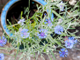 blue cornflowers growing in a blue ceramic pot near a wall