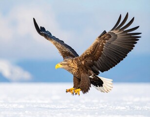 Fototapeta premium White tailed eagle landing on snow in winter