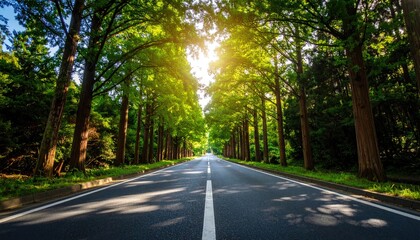 Fototapeta premium Road through lush green trees