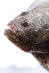 Black Sea turbot (Psetta maeotica) demersal fish. Azov smaller subspecies of flounder Scophthalmus maeoticus torosus adapted to fine-sanded bottom, disruptive coloration. Head isolated on white