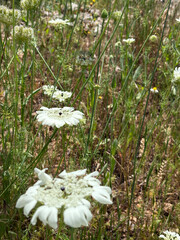 White delicate flowers, wild. artedia squamata High quality photo