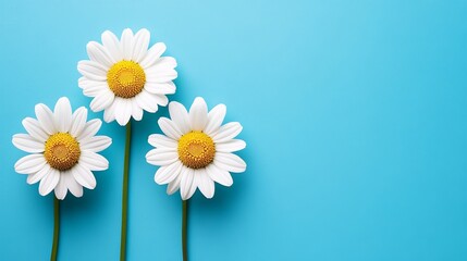 Obraz premium Spring Nature Composition with Daisies on Azure Background, Ideal for Custom Message Placement