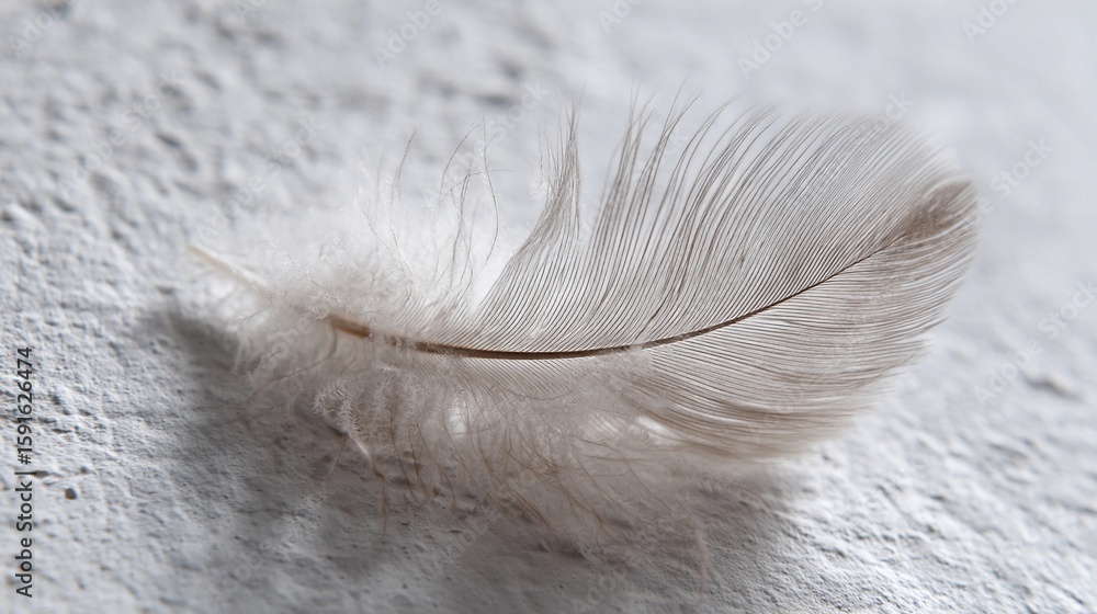 Poster delicate feather resting on a textured surface in soft natural light captured in a serene setting sh