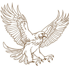 eagle vector illustration