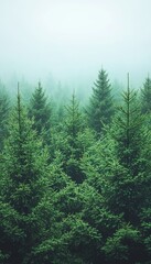 Fototapeta premium Enchanting Lush Green Spruce Forest Blanketed in Fog with a Beautiful Winter Holiday Cascade