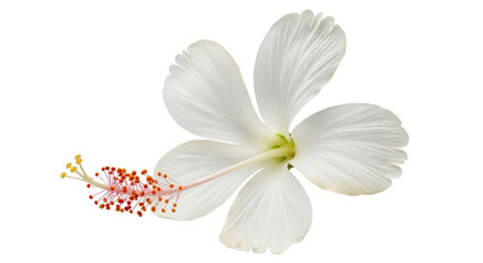 Isolated White Hibiscus Flower
