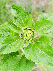 close-up of a sunflower flower about to develop an open