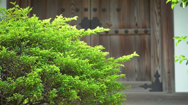 Lush greenery in front of a wooden door