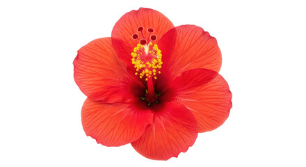 Isolated red hibiscus flower
