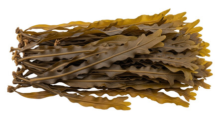 Isolated Seaweed