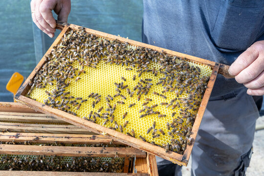 Imker toont raat vol met bijen die uit de bijenkast getilt is