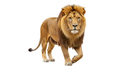 Isolated Lion
