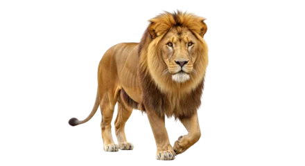 Gordijnen Leeuw Isolated Lion  © Timo