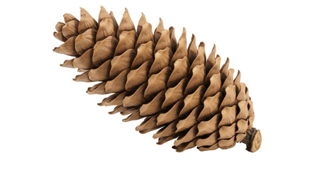 Isolated Spruce Cone