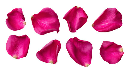 Eight vibrant pink rose petals float on a transparent background, perfect for romantic designs and floral art projects.