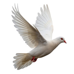 Obraz premium Photo of a white dove flies with its wings spread wide isolated on transparent background