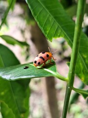 ladybird on a leaf
