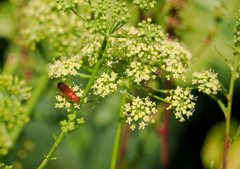 A common red soldier beetle feeding on a wildflower